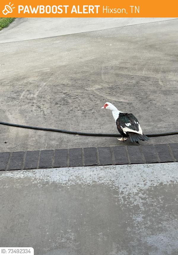 Found/Stray Unknown Bird last seen Gold Point Circle N near Chester Frost Park, Hixson, TN 37343