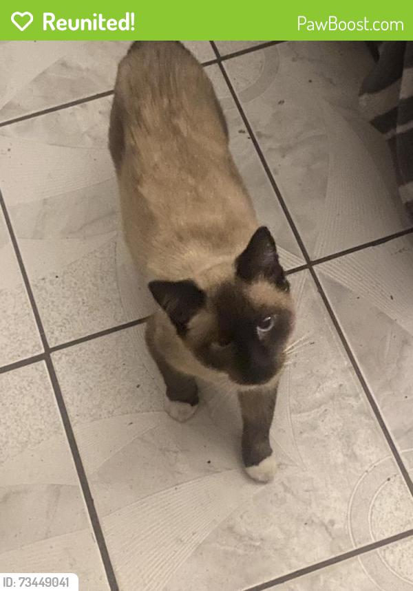 Reunited Male Cat last seen Betsy Ross elementary school, Anaheim, CA 92802