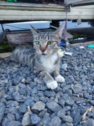 Lost Female Cat last seen ALLEY BEHIND 711 AT YOSEMITE AND MITCHELLE, Modesto, CA 95354