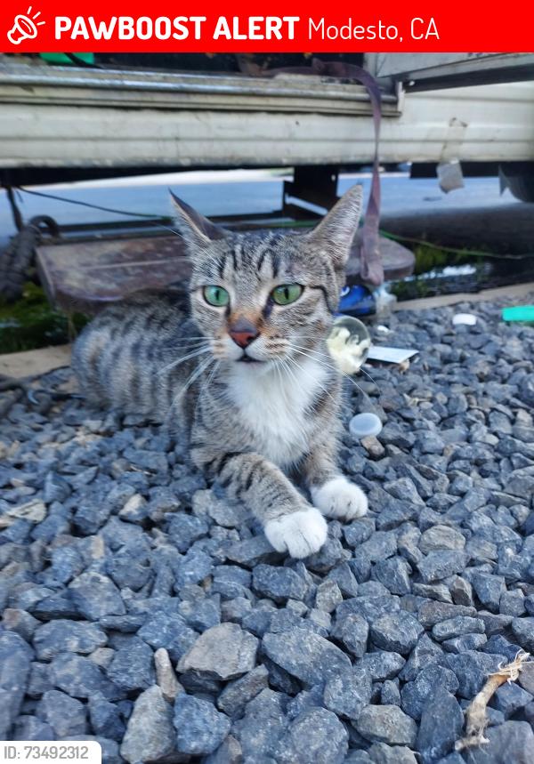 Lost Female Cat last seen ALLEY BEHIND 711 AT YOSEMITE AND MITCHELLE, Modesto, CA 95354