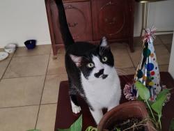 Reunited Male Cat last seen Pantano and golf links, Tucson, AZ 85730