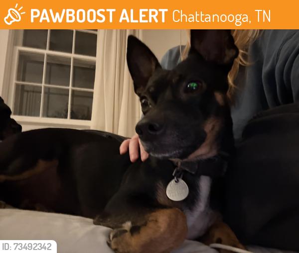 Found/Stray Male Dog last seen Dartmouth, Chattanooga, TN 37405