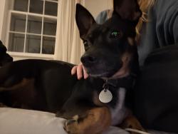Found/Stray Male Dog last seen Dartmouth, Chattanooga, TN 37405