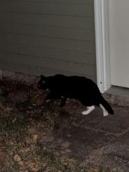Found/Stray Unknown Cat last seen Boone Ave N & 36th Ave N, New Hope, MN 55427, New Hope, MN 55427