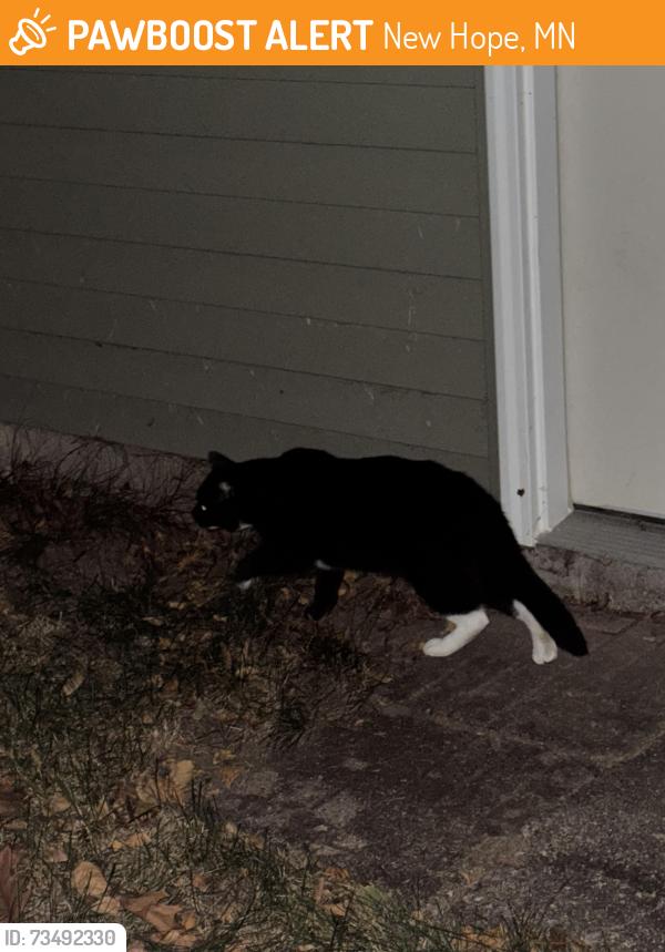 Found/Stray Unknown Cat last seen Boone Ave N & 36th Ave N, New Hope, MN 55427, New Hope, MN 55427