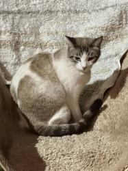 Reunited Female Cat last seen Downing Ct, Rancho Cucamonga, CA 91730, USA, Rancho Cucamonga, CA 91730