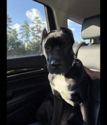 Reunited Male Dog last seen Close to stop sign Church and Scarborough Roads, Stockbridge, GA 30281