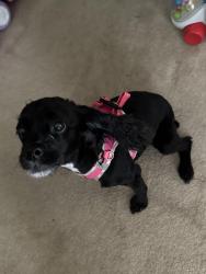 Reunited Female Dog last seen Lawndale Drive, The Fresh Market, Country Park, Greensboro, NC 27455
