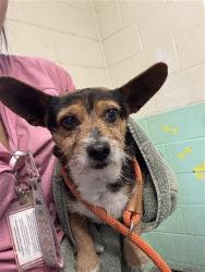 Shelter Stray Male Dog last seen MACK RD & CENTER PKWY, 2127 Front St, Sacramento, CA 95818, USA