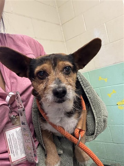 Shelter Stray Male Dog last seen MACK RD & CENTER PKWY, 2127 Front St, Sacramento, CA 95818, USA