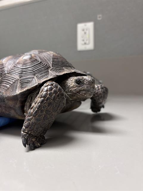 Shelter Stray Unknown Other last seen Near BLK N TORREY PINES DR, LAS VEGAS NV 89108, 655 N Mojave Rd, Las Vegas, NV 89101, USA