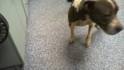 Shelter Stray Female Dog last seen CHARLOTTE, 8315 Byrum Dr, Charlotte, NC 28217, USA