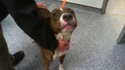 Shelter Stray Female Dog last seen CHARLOTTE, 8315 Byrum Dr, Charlotte, NC 28217, USA