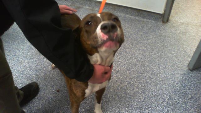 Shelter Stray Female Dog last seen CHARLOTTE, 8315 Byrum Dr, Charlotte, NC 28217, USA