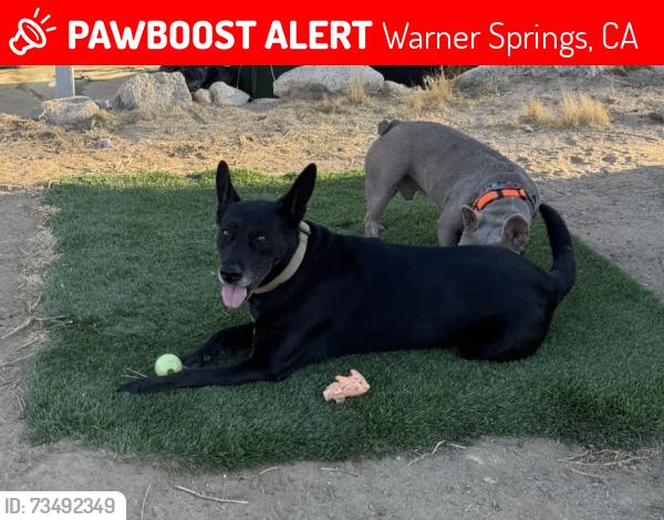 Lost Female Dog last seen Hwy 79 San Diego & Riverside county line, Warner Springs, CA 92086