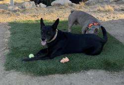 Lost Female Dog last seen Hwy 79 San Diego & Riverside county line, Warner Springs, CA 92086