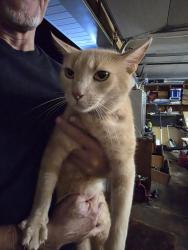 Reunited Unknown Cat last seen Granny country kichen, hwy 10 , Claremont, Claremont, NC 28610