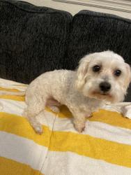 Reunited Male Dog last seen South Patrick and Roosevelt, Satellite Beach, FL 32937