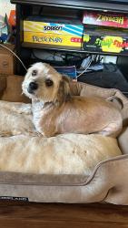 Lost Male Dog last seen Near east mariposa, Phoenix, AZ 85014