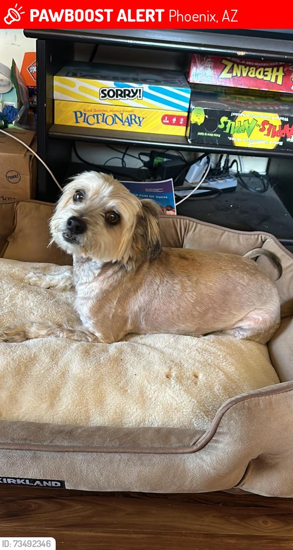 Lost Male Dog last seen Near east mariposa, Phoenix, AZ 85014