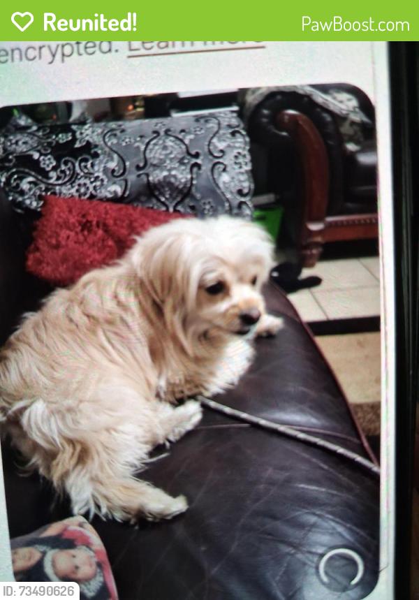 Reunited Male Dog last seen Las vegas, Las Vegas, NV 89147
