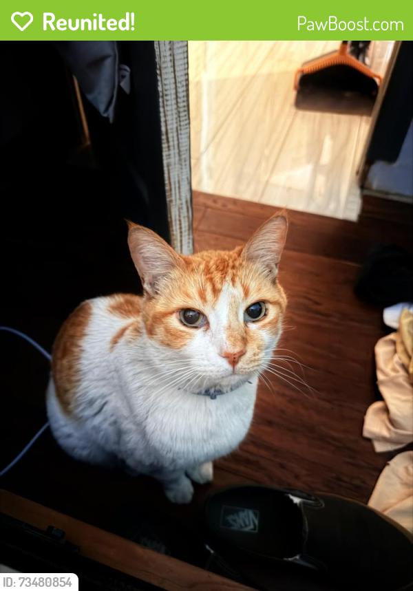 Reunited Male Cat last seen Beech ave, Fontana, CA 92335