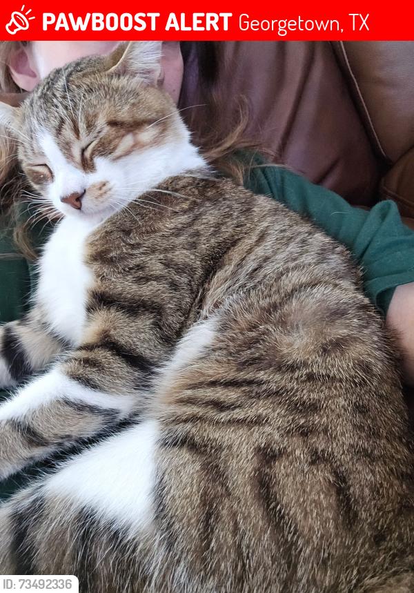 Lost Male Cat last seen Spring mountain cove and Wolf Canyon Rd, Georgetown, TX 78628