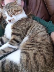 Lost Male Cat last seen Spring mountain cove and Wolf Canyon Rd, Georgetown, TX 78628