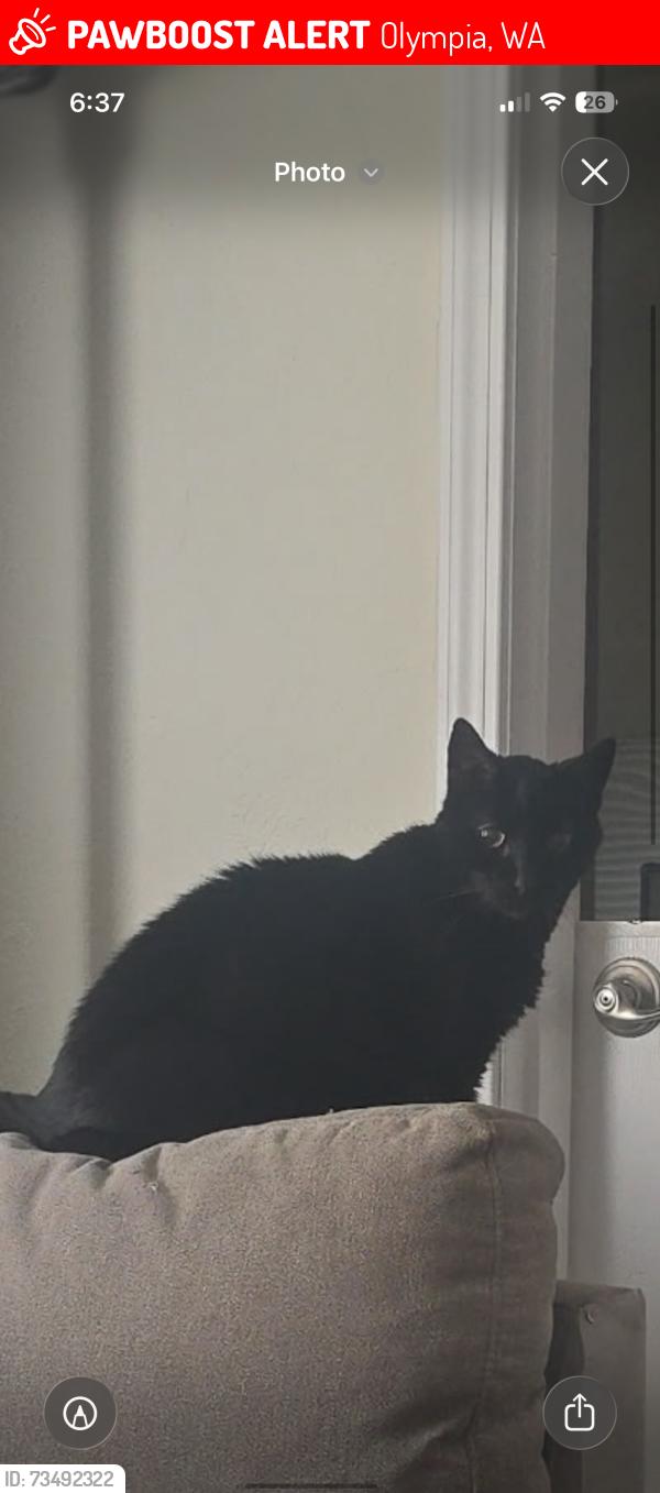 Lost Female Cat last seen Puget st NE & San Francisco ave, Olympia, WA 98506