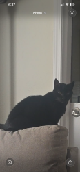 Lost Female Cat last seen Puget st NE & San Francisco ave, Olympia, WA 98506