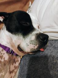 Reunited Male Dog last seen Near 55th St, Kenosha, WI 53140