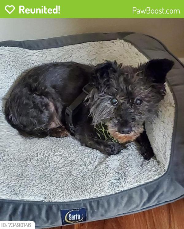 Reunited Female Dog last seen Near Genoa red bluff rd apt 3015, Houston, TX 77034
