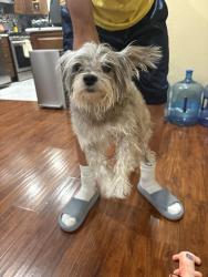 Reunited Female Dog last seen Heather dr, Fairfield, CA 94533