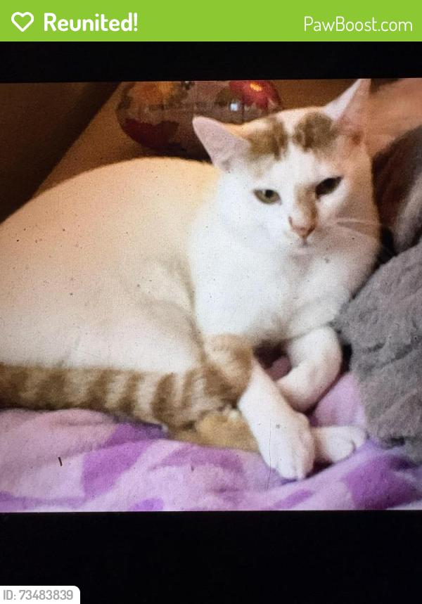 Reunited Male Cat last seen rock valley drive, keller, Fort Worth, TX 76148