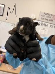 Shelter Stray Male Dog last seen S Hughes Ave & W Muscat Ave, Fresno Zone Fresno CO 1A 93706, CA, 1510 W Dan Ronquillo Dr, Fresno, CA 93706, USA