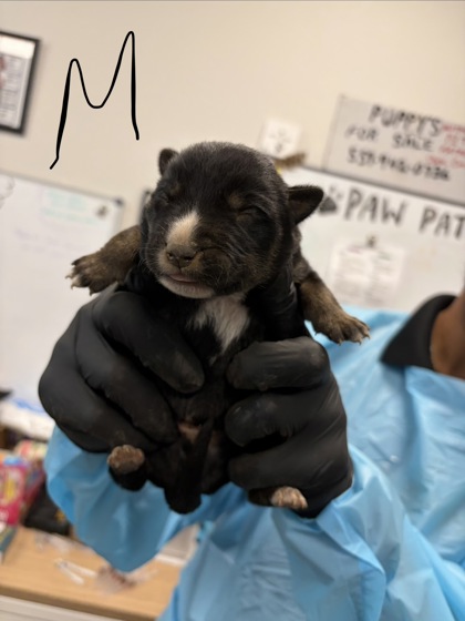 Shelter Stray Male Dog last seen S Hughes Ave & W Muscat Ave, Fresno Zone Fresno CO 1A 93706, CA, 1510 W Dan Ronquillo Dr, Fresno, CA 93706, USA