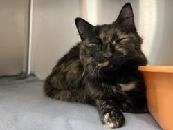 Shelter Stray Female Cat last seen Near north and Englewood rd, 64118, MO, 7077 Elmwood Ave, Kansas City, MO 64132, USA