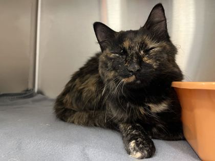 Shelter Stray Female Cat last seen Near north and Englewood rd, 64118, MO, 7077 Elmwood Ave, Kansas City, MO 64132, USA