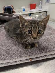 Shelter Stray Female Cat last seen Near E Truman Rd, 64126, MO, 7077 Elmwood Ave, Kansas City, MO 64132, USA