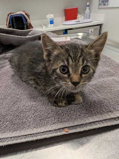 Shelter Stray Female Cat last seen Near E Truman Rd, 64126, MO, 7077 Elmwood Ave, Kansas City, MO 64132, USA