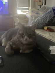 Lost Male Cat last seen Robert st, Saint Paul, MN 55107