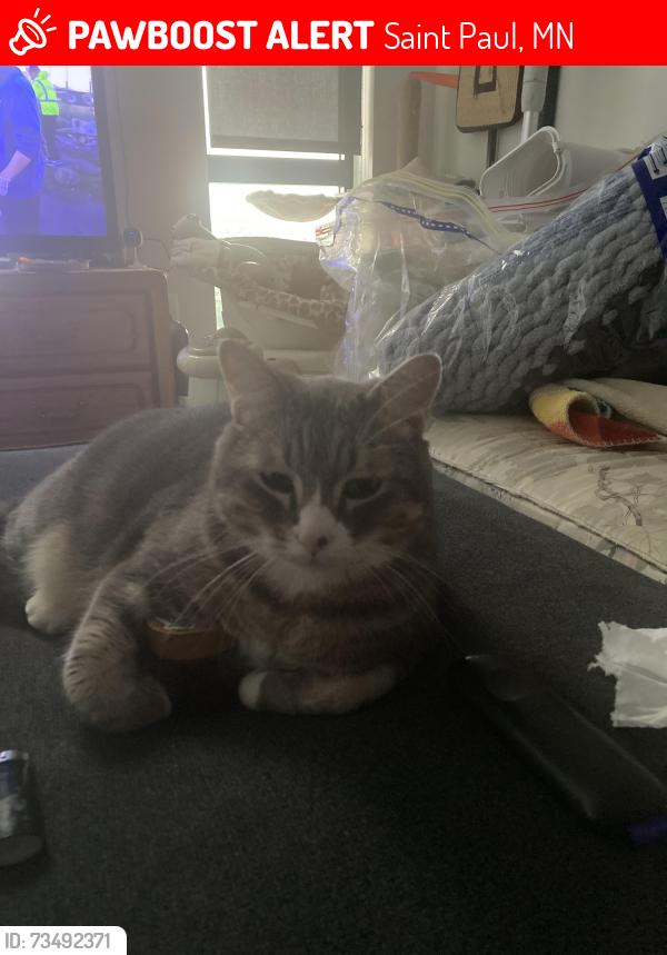 Lost Male Cat last seen Robert st, Saint Paul, MN 55107