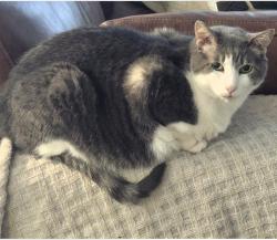 Lost Male Cat last seen Blue Ave, Gillette, WY 82718