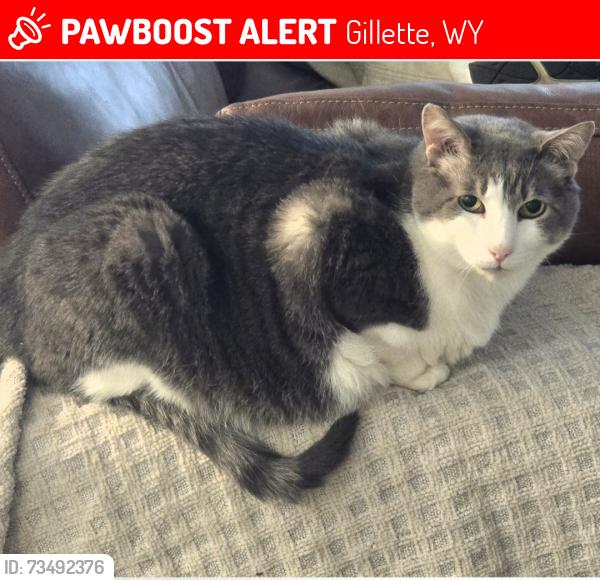 Lost Male Cat last seen Blue Ave, Gillette, WY 82718