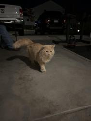Found/Stray Male Cat last seen Sorpresa Lane & William Lake View, Colorado Springs, CO 80924