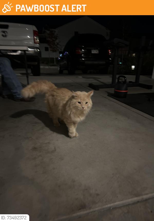 Found/Stray Male Cat last seen Sorpresa Lane & William Lake View, Colorado Springs, CO 80924