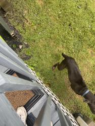 Found/Stray Unknown Dog last seen E Brookwood Dr, Landrum, SC 29356