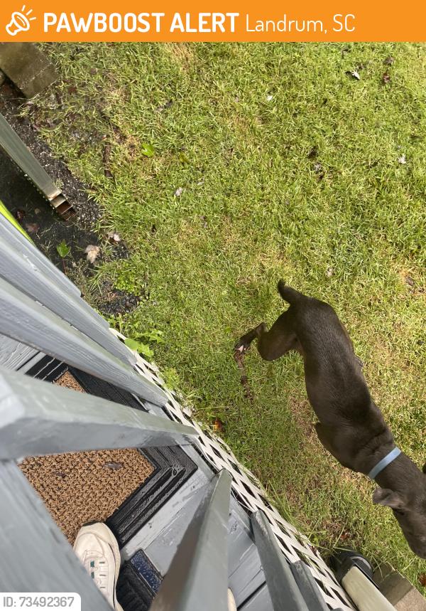 Found/Stray Unknown Dog last seen E Brookwood Dr, Landrum, SC 29356