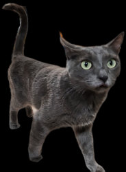 Reunited Female Cat last seen Amar Rd, La Puente, CA 91746