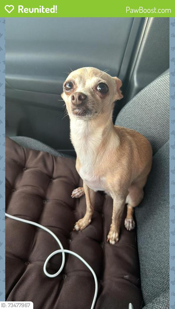 Reunited Female Dog last seen Nw flager terr and 24 th st west little Havana, Sweetwater, FL 33172